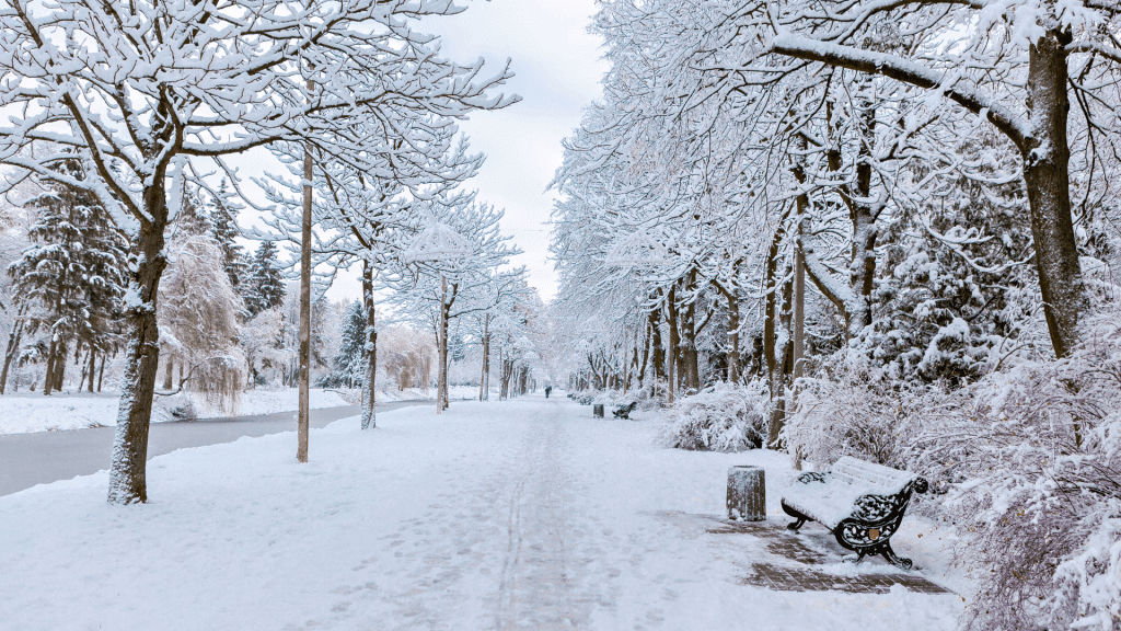 Snowy covered ground and trees